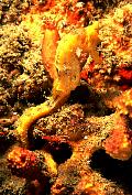 iy915-fish-13d,8b,4xiuc.tif