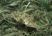 jw1981-fish-13d,8b,4xiuc.tif