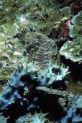jw2632-fish-13d,8b,4xiuc.tif