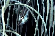 lo6796-fish-13d,8b,4xiuc.tif