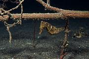 lq8537-fish-13d,8b,4xiuc.tif