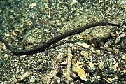lq8571-fish-13d,8b,4xiuc.tif