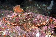 lv182-fish-13d8b,4xiuc.tif