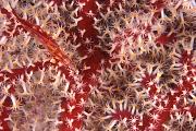 mk61-fish-13d,8b,4xiuc.tif