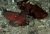 mn444-fish-13d,8b,4xiuc.tif