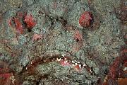 mn469-fish-13d,8b,4xiuc.tif