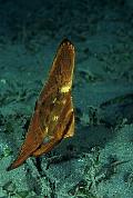mn591-fish-13d,8b,4xiuc.tif