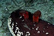 mn680-moll-13d,8b,4xiuc.tif