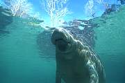 ki10561-ss-manatee-13d,8b,4xiu.tif