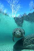 ki1890-manatee-13d,8b,4xiuc.tif