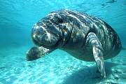ki1898-manatee-13d,8b,4xiuc.tif