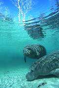 ki1899-manatee-13d,8b,4xiuc.tif