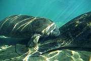 ki1901-manatee-13d,8b,4xiuc.tif