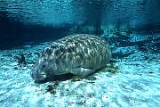 ki1903-manatee-13d,8b,4xiuc.tif