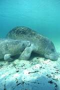 ki1913-manatee-13d,8b,4xiu.tif