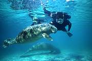 ki1915-manatee-13d,8b,4xiuc.tif