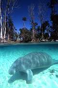 ki1916-manatee-13d,8b,4xiuc.tif