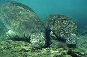 ki1924-manatee-13d,8b,4xiucr.tif