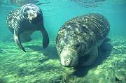 ki1938-manatee-13d,8b,4xiuc.tif