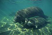 ki1946-manatee-13d,8b,4xiu.tif