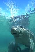 ki1949-manatee-13d,8b,4xiuc.tif