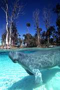ki1955-manatee-13d,8b,4xiuc.tif