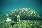ki1963-manatee-13d,8b,4xiuc.tif