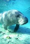 ki1964-manatee-13d,8b,4xiuc.tif