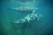 ki1970-manatee-13d,8b,4xiuc.tif
