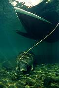 ki1971-manatee-13d,8b,4xiuc.tif