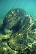 ki2009-manatee-13d,8b,4xiuc.tif