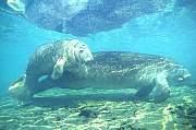 ki2010-manatee-13d,8b,4xiu.tif