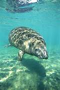 ki2014-manatee-13d,8b,4xiu.tif