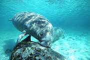 ki2020-manatee-13d,8b,4xiuc.tif