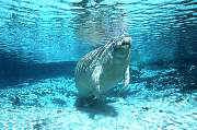 ki2031-manatee-13d,8b,4xiuc.tif