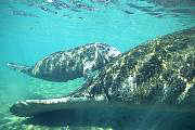 ki3849-manatee-13d,8b,4xiu.tif