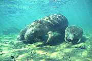 ki3850-manatee-13d,8b,4xi.tif