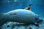 lr131-manatee-13d,8b,4xiuc.tif