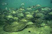 lr133-manatee-13d,8b,4xiuc.tif