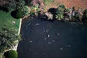 lr161-manatee-13d,8b,4xiu.tif