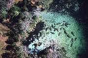 lr181-manatee-13d,8b,4xis.tif