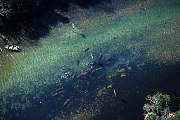 lr216-manatee-13d,8b,4xiuc.tif