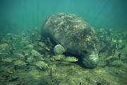 lr22-manatee-13d,8b,4xiuc.tif