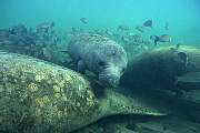 lr24-manatee-13d,8b,4xiuc.tif
