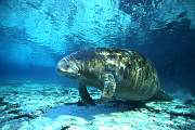 lr297-manatee-13d,8b,4xiuc.tif