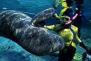lr354-manatee-13d,8b,4xiuc.tif
