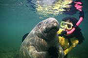lr398-manatee-13d,8b,4xiuc.tif
