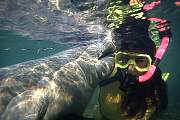 lr79-manatee-13d,8b,4xiu.tif