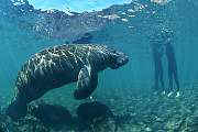 mw170-manatee-13d,8b,4xiu.tif
