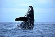 jp935-humpback-13d,8b,4xiuc.tif